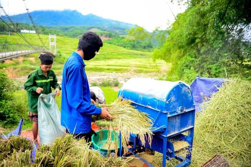 Dù vẫn còn nhiều nhọc nhằn, đời sống sản xuất của người dân vùng cao nay đã có những đổi thay. Sau khi vận chuyển lúa ra khu vực đường lớn, nhiều hộ gia đình sử dụng máy tuốt lúa mini thay cho cách đập lúa thủ công trước đây, giúp giảm đáng kể công sức trong mùa thu hoạch.