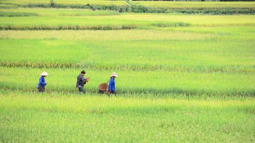 Từng tốp người theo nhau ra ruộng màu lúa chín, thoăn thoắt gom lúa, buộc thành từng bó rồi xếp ngay ngắn trên gốc rạ để hong nắng.