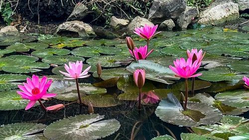 Những ngày đầu hè, nhiều khu vực mặt nước ở Kim Sơn phủ kín sắc hồng tím của hoa súng nở rộ. Giữa không gian núi non tĩnh lặng, từng cụm hoa nổi bật trên nền nước xanh tạo nên khung cảnh nên thơ, thu hút nhiều du khách dừng chân chụp ảnh, ngắm cảnh.