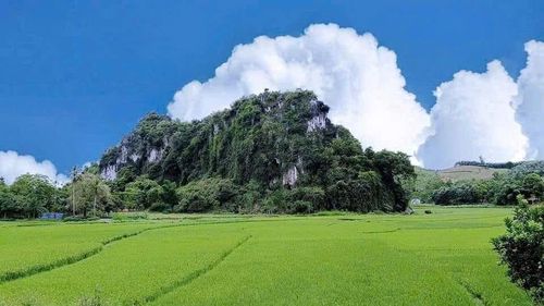 Cánh đồng Đuống ôm trọn núi Lù.
