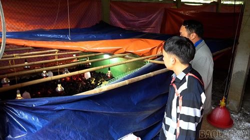 Nhiều mô hình phát triển của đảng viên đem lại hiệu quả kinh tế cao.