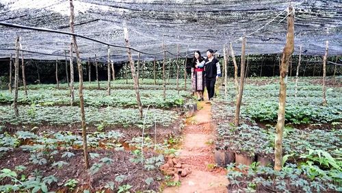 Các đảng viên chi bộ thôn Mý Háng Tâu phát huy tinh thần đoàn kết, tiên phong, gương mẫu trong phát triển kinh tế.