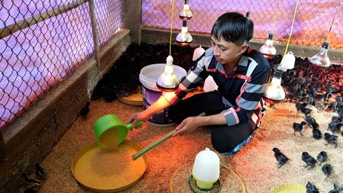 Mỗi năm, gia đình anh Vàng A Công xuất bán trên 2.000 con gà thương phẩm.