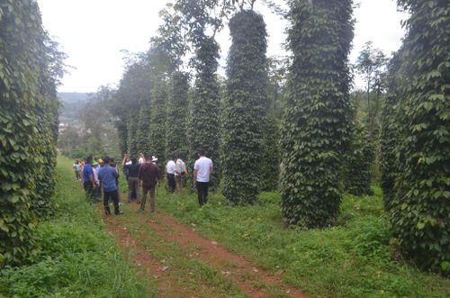 Các xã phía Tây Lâm Đồng cần thúc đẩy liên kết chuỗi giá trị bền vững giữa nông dân - hợp tác xã - doanh nghiệp