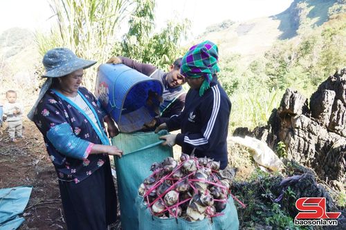 Người dân xã Co Mạ thu hoạch dong riềng.