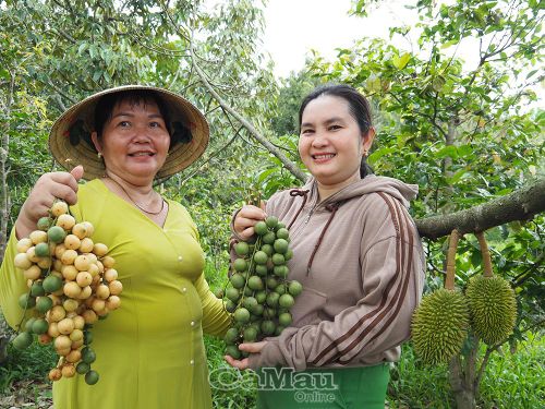 Du khách thích thú trải nghiệm hái dâu tại vườn ông Ba Liêm.