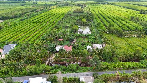 Khu vườn của ông Ba Liêm nổi bật giữa vùng đất U Minh, với hệ thống ao trữ nước ngọt xung quanh cùng nhiều loại cây trái xanh tốt quanh năm.