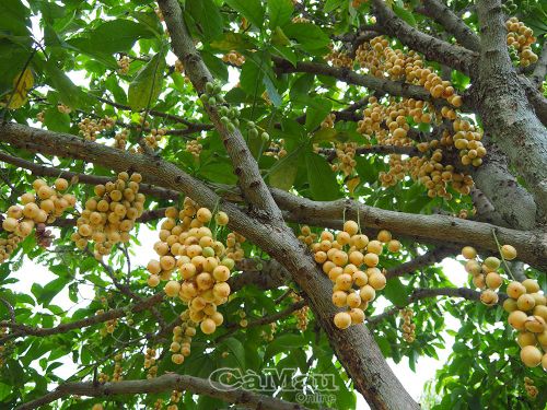  Hiện khu vườn có hơn 200 gốc dâu gồm dâu Cái Tàu, dâu xanh và dâu xiêm. (Trong ảnh: Giống dâu Cái Tàu).