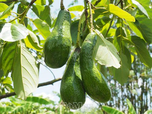 Bơ cũng được ông Ba Liêm trồng thành công trên vùng đất phèn U Minh với hơn 50 gốc đang sinh trưởng tốt.