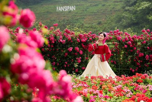 Du khách mê mẩn trước vẻ đẹp của vườn hoa hồng
