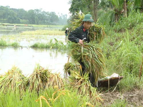 Việc vận chuyển lúa được bộ đội thực hiện khẩn trương. 