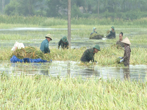 Nhiều thửa ruộng bị ngập sâu, khiến việc thu hoạch rất khó khăn. 