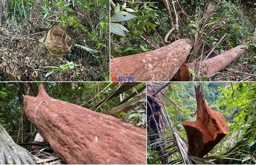 Thân gỗ lớn còn nằm tại hiện trường.