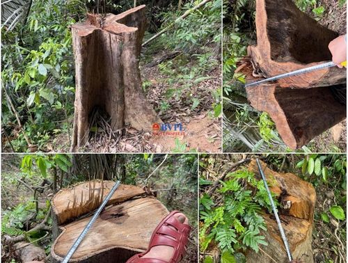 Những gốc cây đã bị đốn hạ trước đó.