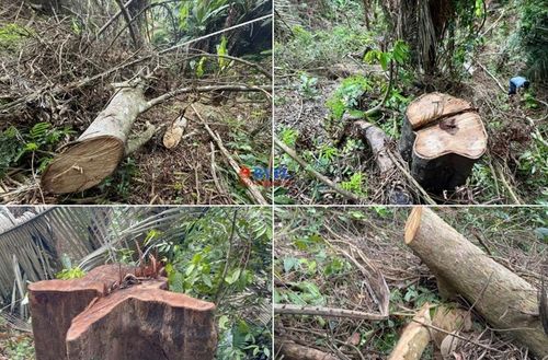 Cây rừng phòng hộ bị đốn ngã.