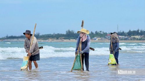 Nhiều người dân mang theo cào sắt, giỏ lưới lặng lẽ xuống bãi.