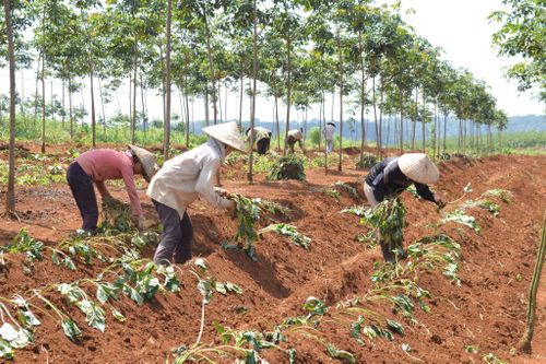 Tổ công tác số 1 tháo gỡ các vướng mắc dự án nông, lâm nghiệp