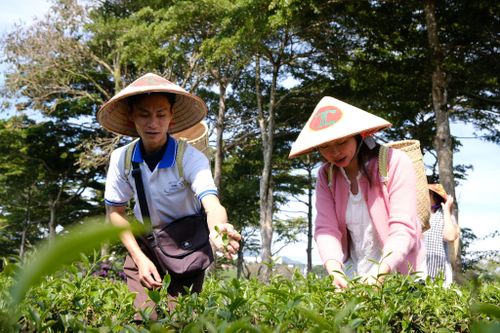 Du khách trải nghiệm hái những búp trà ô long xanh mướt