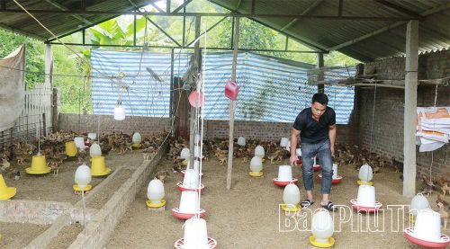 Cùng với trồng rừng, gia đình anh Duôn còn nuôi khoảng 1.000 con gà ta mỗi lứa.