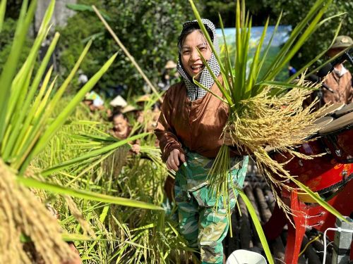 Người dân Tam Cốc phấn khởi về một vụ mùa bội thu, mưa thuận gió hòa