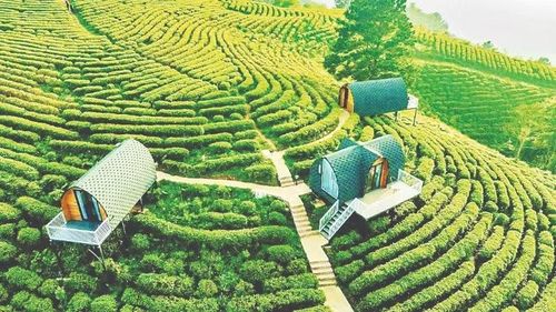 Đồi chè trong khu du lịch sinh thái Kolia, xã Thành Công, tỉnh Cao Bằng.