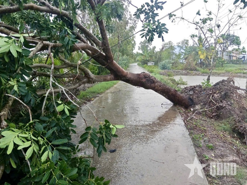 Dông lốc làm cây xanh ở phường Giá Rai bị ngã.