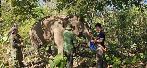 Theo bác sĩ thú y, nếu dịch tiết không thoát hết có thể gây sưng viêm, hình thành áp xe. Vì vậy, các bác sĩ và nài voi đã dùng thuốc thú y kết hợp lá cây rừng để điều trị.