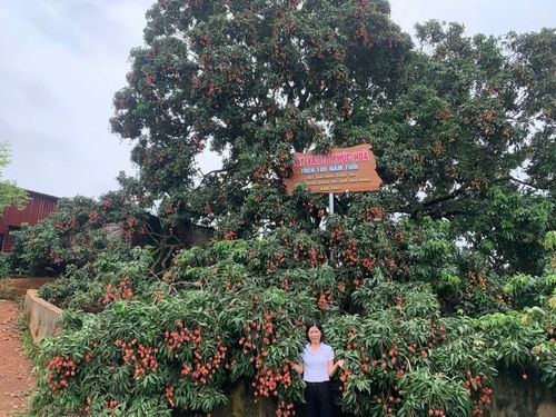 Cây vải tổ sai trĩu quả từ gốc đến ngọn.