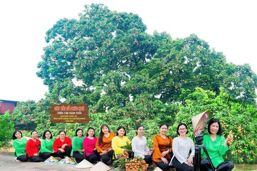 Du khách thích thú chụp ảnh với cây vải tổ ở xã Phúc Hòa.