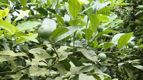 Xã Thạch Lập đang hoàn thiện hồ sơ để công nhận chanh leo tứ quý của gia đình anh Hoàng Thanh Hóa là sản phẩm OCOP.