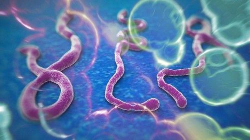Vi khuẩn Ebola (ảnh internet).