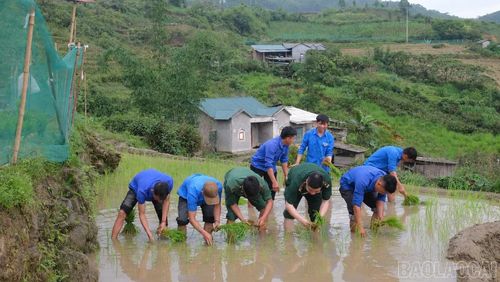 Các cán bộ, chiến sĩ Đồn Biên phòng Trịnh Tường cùng đoàn viên, thanh niên giúp dân cấy lúa.