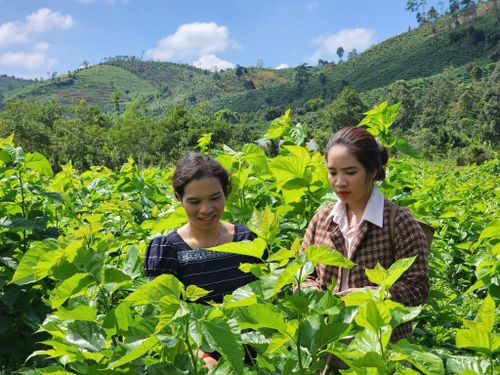 Hiện toàn tỉnh Lâm Đồng có khoảng 10.600 ha trồng dâu tằm