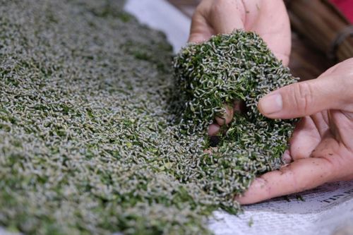 Một trong những thách thức lớn hiện nay là nguồn trứng giống chất lượng cao chưa đáp ứng nhu cầu sản xuất
