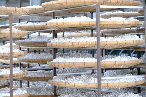 Sản lượng kén tằm toàn tỉnh Lâm Đồng hiện đạt hơn 15.456 tấn/năm