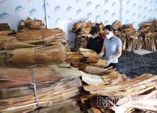 Những chiếc mo cau được bảo quản theo tiêu chuẩn trước khi đưa vào sản xuất.