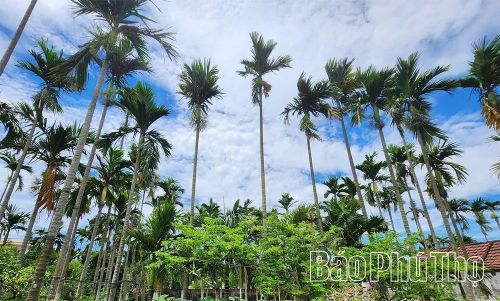 Hàng cau xanh mướt là hình ảnh quen thuộc ở các làng quê chính là nguồn nguyên liệu xanh cho các sản phẩm sinh học.
