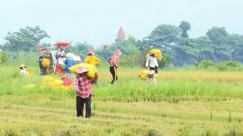 Vụ đông xuân năm nay, lúa được mùa trên khắp những cánh đồng. Ảnh minh họa: QT