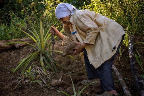 Nông dân Philippines vật lộn để đáp ứng nhu cầu ngày càng tăng trên toàn cầu đối với khoai lang tím ube. Ảnh: Reuters.