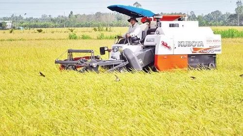 Thu hoạch lúa ST25, giống lúa cho gạo ngon nhất thế giới, theo mô hình canh tác xanh tại thành phố Cần Thơ. (Ảnh: Nguyễn Phong)