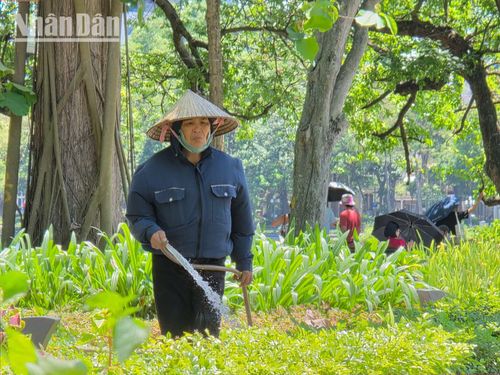 Dưới cái nắng gắt, công nhân công viên cây xanh khu vực xung quanh Bờ Hồ tiếp tục công việc thường ngày của mình sau quãng nghỉ trưa ngắn ngủi dưới tán cây cổ thụ. Một vài người cắt tỉa những tán cây chớm vươn cao che khuất tầm nhìn. Ở góc khác, một số công nhân kéo theo những ống nước dài, len qua từng khóm cây để tưới tắm.