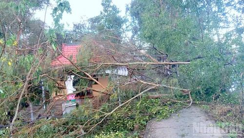 Nhiều cây xanh trên địa bàn xã Vĩnh Phước ngã đổ sau dông lốc vào chiều 24/5.