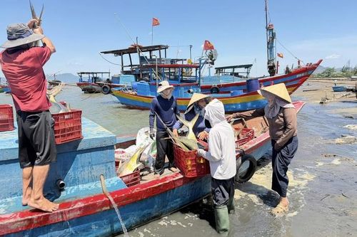 Ngay khi thuyền vừa cập bến, ngư dân tất bật phân loại cá ngay tại bãi biển Hải Khẩu.