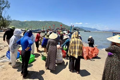 Không khí mua bán tại bến cá Hải Khẩu trở nên nhộn nhịp, rộn ràng tiếng cười.