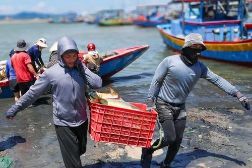 Những mẻ cá vàng dương được vận chuyển lên bờ sau niềm vui của chuyến ra khơi.
