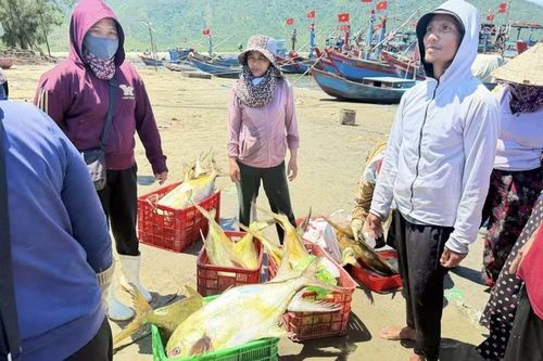 Mẻ cá lớn tiếp thêm động lực để bà con Hải Ninh tiếp tục vươn khơi bám biển.