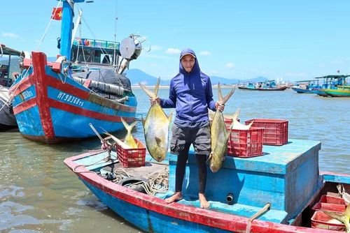 Những con cá vàng dương nặng từ 6-10kg được đưa lên bờ trong niềm vui của ngư dân.