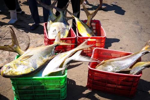 Những con cá vàng dương tươi rói, ánh vàng óng nổi bật dưới nắng đầu hè.