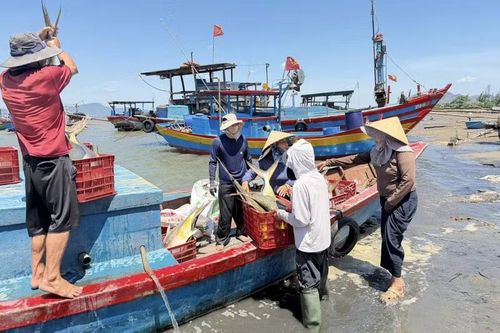 Sau ít tiếng đánh bắt trên vùng biển Quảng Trị, tàu cá ngư dân Lê Văn Tĩnh trúng mẻ cá vàng dương khoảng 1 tấn.