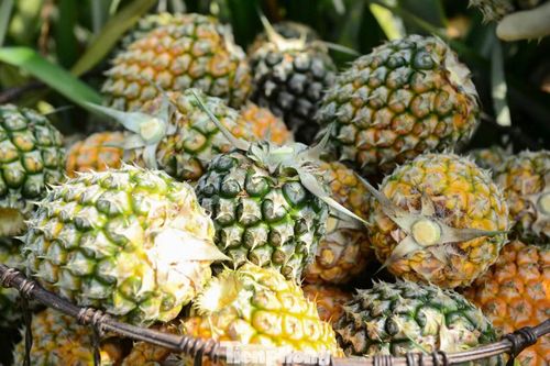 Xen giữa những tán lá xanh là sắc vàng của những quả dứa đã vào độ chín, báo hiệu mùa thu hoạch chính vụ.